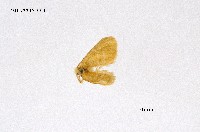 藏品(褐帶小黃毒蛾)的圖片